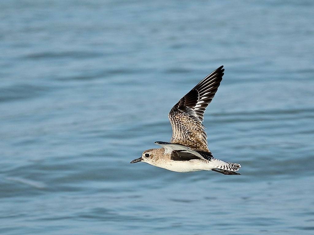 Black-bellied Plover (Pluvialis squatarola) by Howard Patterson is licensed under CC BY-NC-SA 2.0